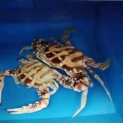 {当前产品的产品关键词轮巡使用}